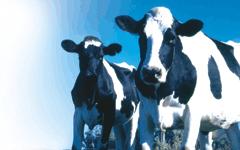 Los lotes abiertos y los establos libres de la industria lechera actual tienen el potencial de...