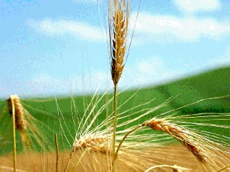El trigo crecía tan alto que el granjero fue a ver a Dios y le dijo: 