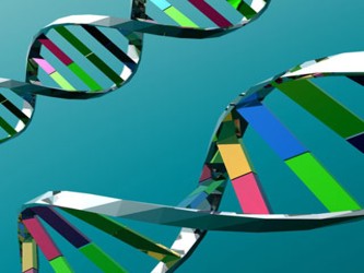 Desde hace algunos años se ha mostrado que un gen localizado en el cromosoma 1...