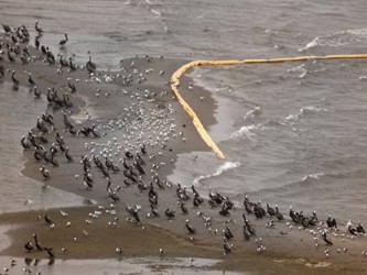 La catástrofe de la marea negra de la depredadora BP, recidivista en la materia, es una...