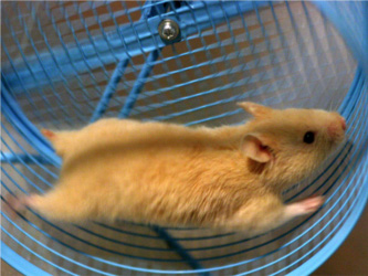 El de México | Noticias de México | Curiosidades | Nueve semanas de cárcel por a un hamster en un microondas