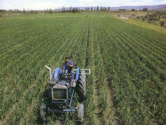 La agroecología podría también hacer cultivos más resistentes para el...
