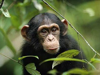El único medio de que el chimpancé pudiera identificar el cursor que él...