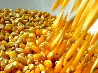 El maíz no existe sin las comunidades que lo crearon. Defender el maíz es defender...