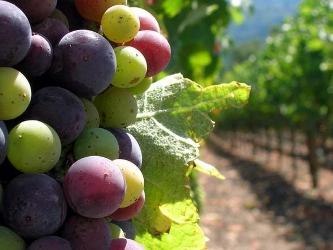 Estos viñedos se encuentran en la cuenca del río Duero, una de las zonas...