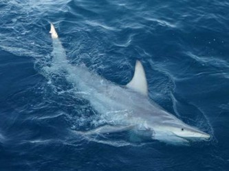 Al reproducirse con la especie común, el tiburón australiano aumenta su habitat...