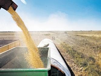 La producción de maíz fue revisada a la baja en 4 millones de toneladas, a 22...