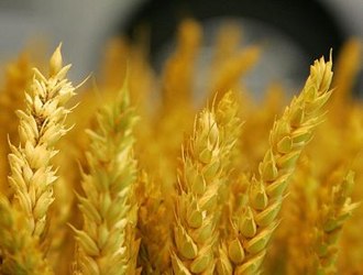 El USDA elevó su estimación de las existencias globales de trigo en un 1.5 por...