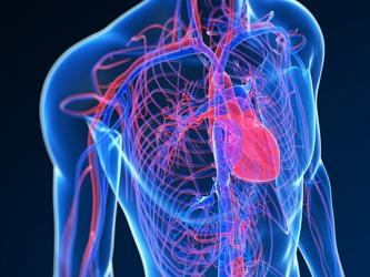 Sin embargo, las enfermedades cardiovasculares siguen siendo la principal causa de muerte tanto en...