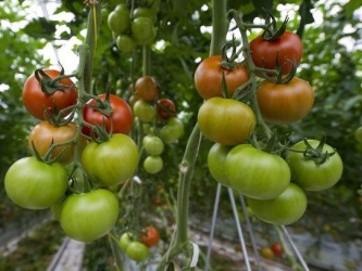 Unos tomates crecen en Manschnow, en el este de Alemania, el 1 de junio de 2011.