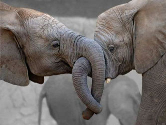 Una reacción en los intestinos del elefante crea lo que, según el creador de esta...