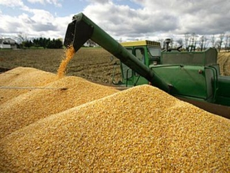 Brasil tuvo una producción récord de maíz el año pasado y...