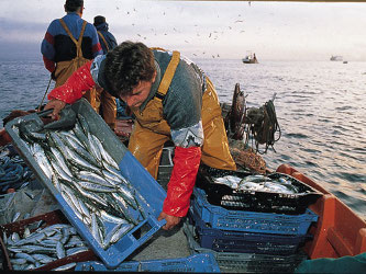 Autoridades y pescadores ponen especial atención al camarón por el alto valor...