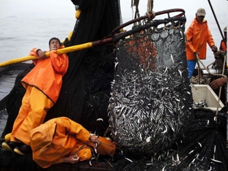 El principal mercado del pez es China, donde su harina y aceite, además de alimentar a los...