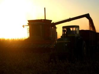 Hasta la fecha se han otorgado 195 permisos de siembra de maíz transgénico para las...