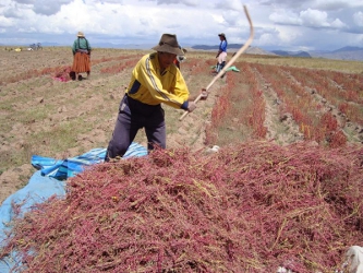 El alimento que más consumen los bolivianos es la papa, con 92 kilos al año por...