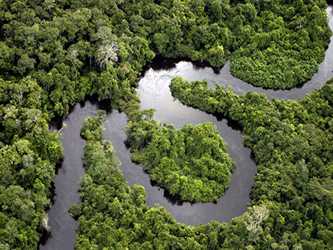 La selva tropical de la Amazonia aparece entre los lugares donde más variedades de...