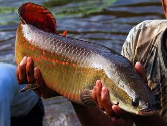 El consumo de pescado en México es de nueve kilos por persona al año, sin embargo, su...