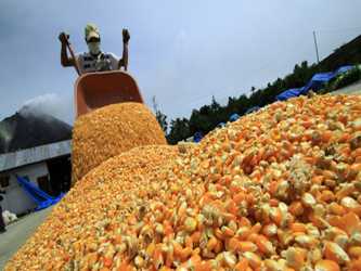 El Gobierno de Brasil, el segundo mayor exportador de maíz del mundo, anunció la...