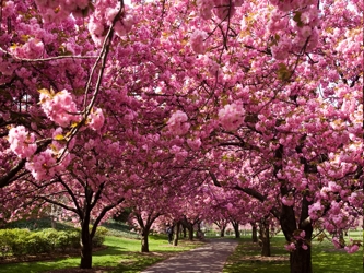El cerezo en flor o Sakura es una planta efervescente que año tras año recuerda no...