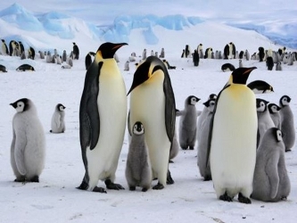Lo curioso es que los pingüinos emperador del Mar de Ross no se cruzan con otros ejemplares de...