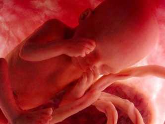 Cerca de medio millón de embriones humanos permanecen congelados en nuestro país en...