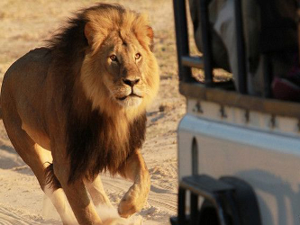 El león Cecil, de 13 años de edad, fue atraído con una presa amarrada a un...