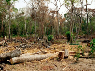 El informe de 2015 sobre los recursos forestales mundiales sostiene que la superficie de bosques...
