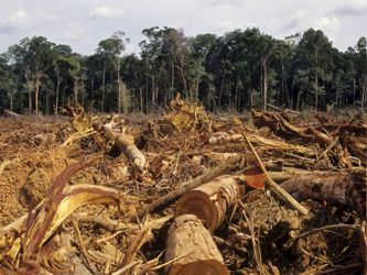 Brasil es el país que más deforestación ha sufrido en este periodo y Smith...