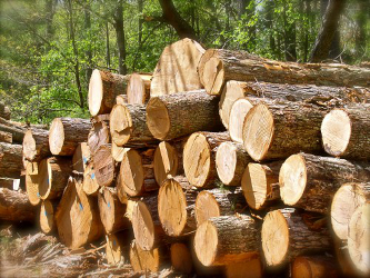 En 2014, el aumento de los productos forestales osciló entre el 1 y el 5 %, superando los...