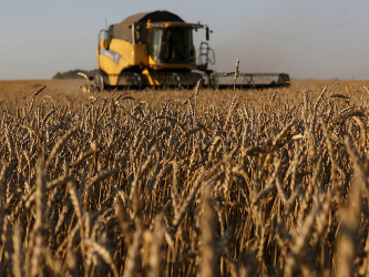 En diciembre, el precio de los futuros de trigo comercializados en Chicago cayó a...