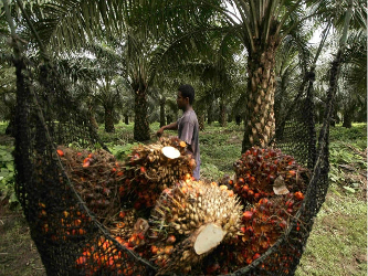 Ferrero comparó así el precio de mercado de 100 litros de aceite de palma y el de 100...