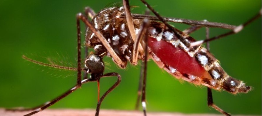 El zika se ha vuelto una epidemia en Latinoamérica y el Caribe desde hace algunos meses.