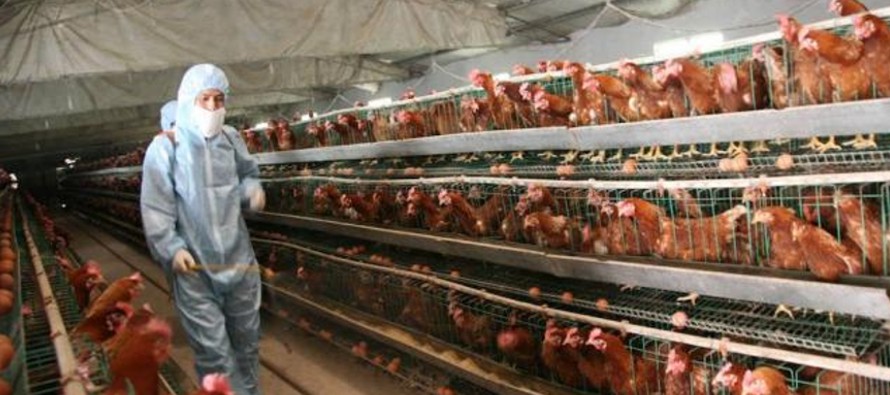Algunos trabajadores de la industria avícola de Estados Unidos laboran en tal 