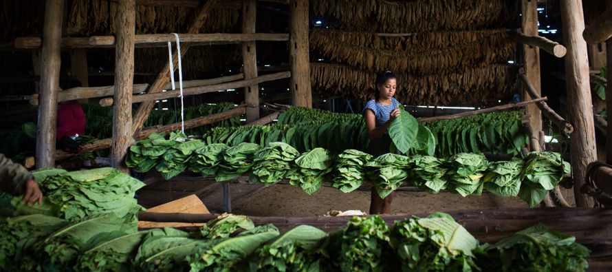 Es un momento crucial no sólo para la industria tabacalera de Cuba sino también para...