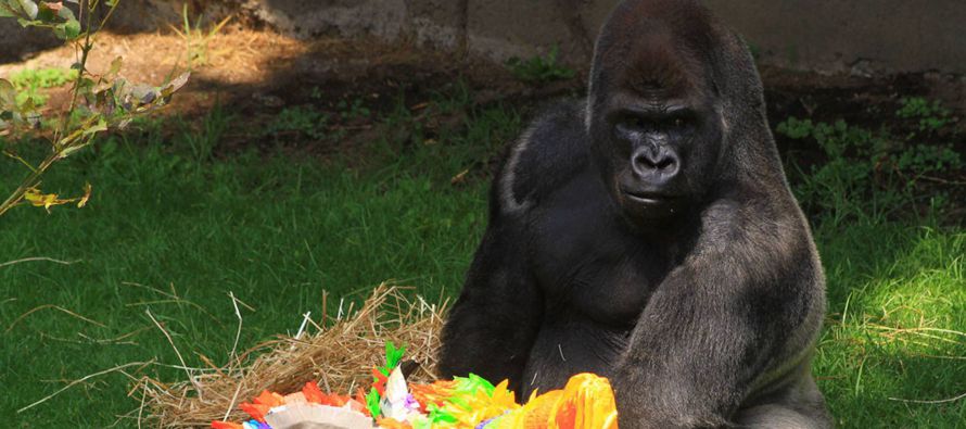 Ante la muerte del gorila, algunas organizaciones ambientalistas han pedido el cese de las...