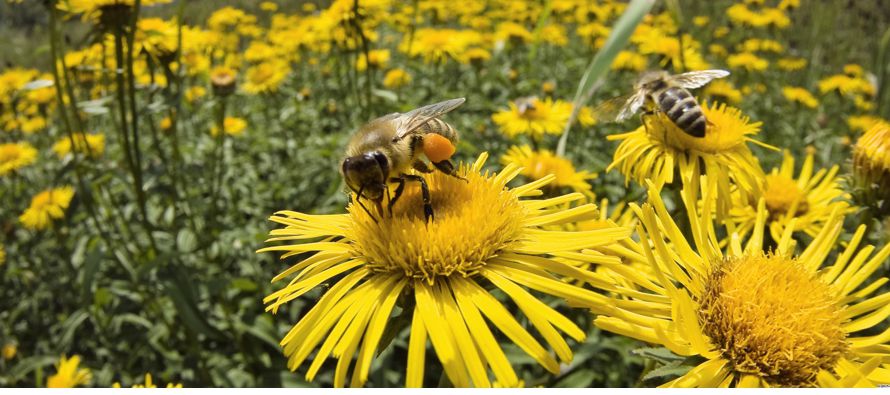 La abeja cosecha en los árboles tanto el polen como el néctar. El néctar es un...