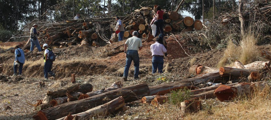 La deforestación de los bosques en Nicaragua se ha duplicado en los últimos cinco...