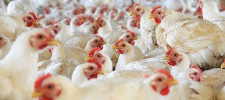 Los ejecutivos de empresas avícolas de Estados Unidos tendrán en los próximos...
