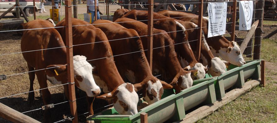 Según el informe mensual de enero de la Cámara de la Industria y Comercio de Carnes y...