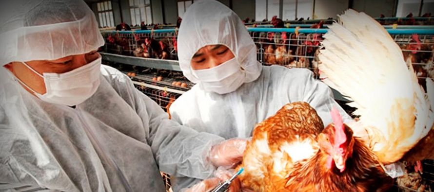 Ante la proliferación de brotes de gripe aviar, la Oficina de Inspección y Cuarentena...
