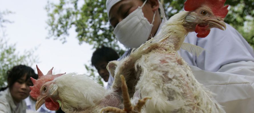 Diversas cepas de gripe aviaria se han ido extendiendo por Europa y Asia desde finales del...