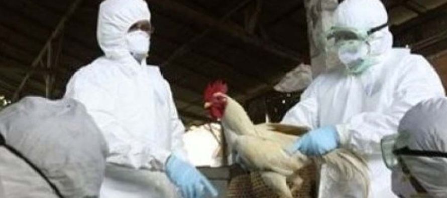 Desde noviembre del pasado año, el subtipo altamente patógeno H5 de la gripe aviar se...