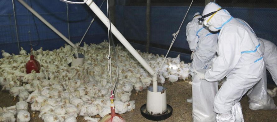 La persona infectada con el virus H7N9 de la gripe aviar tiene 69 años y se contagió...