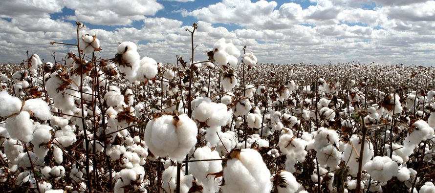 Tras el inicio de la siembra en Tamaulipas, los siete estados productores de algodón en...