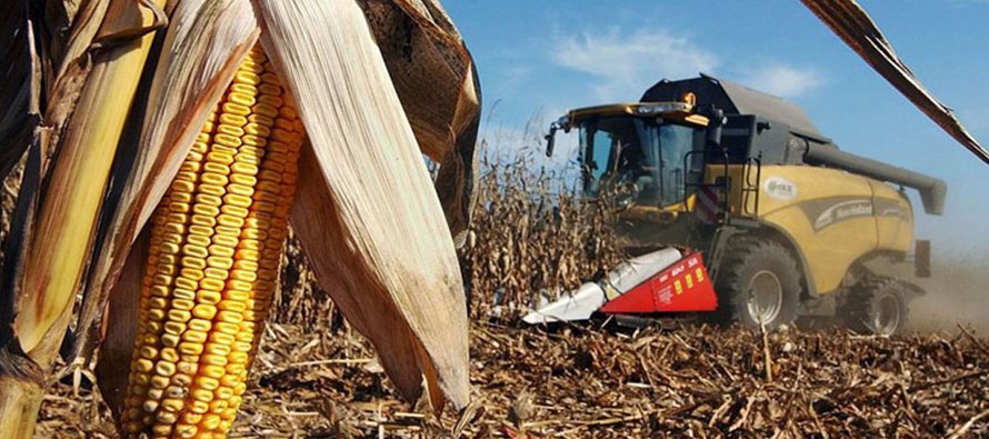 En Argentina se prevé que la producción de maíz superará el...