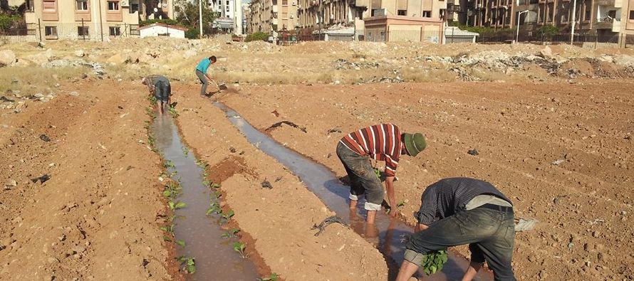 La guerra está pasando factura a la agricultura en Siria y las pérdidas ascienden ya...