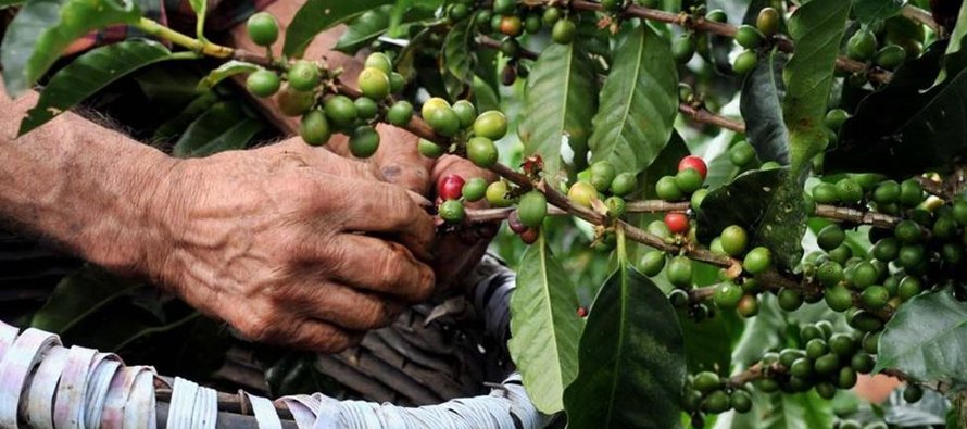 Perú, el octavo mayor productor mundial de café, produjo el año pasado unos...
