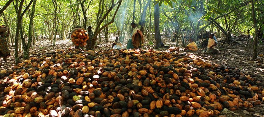 La llegada de cacao a los puertos de Costa de Marfil, el mayor productor mundial del grano, desde...