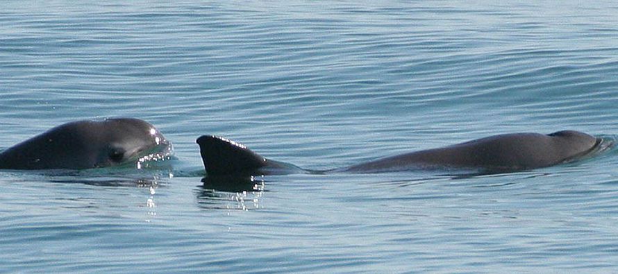 El cetáceo, del que quedan entre 30 a 40 ejemplares, está en peligro principalmente...